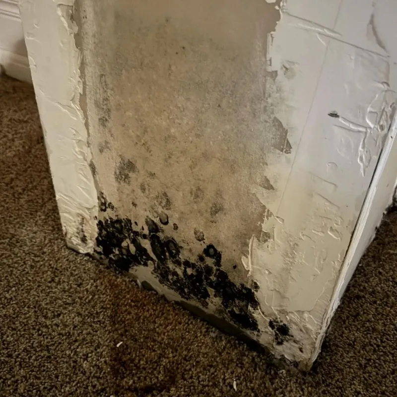 Professional Mold Removal in Ashland, PA